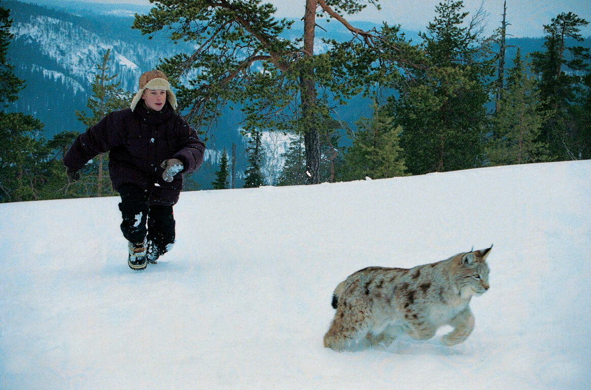 Poika ja ilves (1998) on tilastoidun historian katsotuin kotimainen koko perheen elokuva.